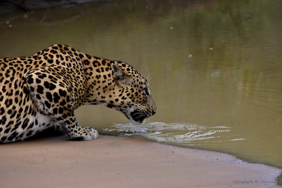 warm-water-over-a-hot-body-telegraph