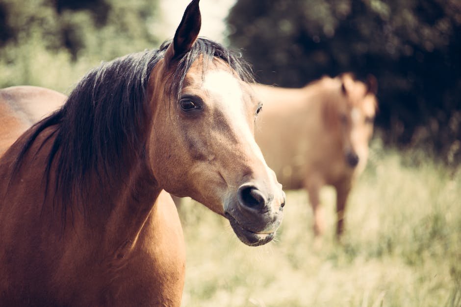 can horses have peanut butter