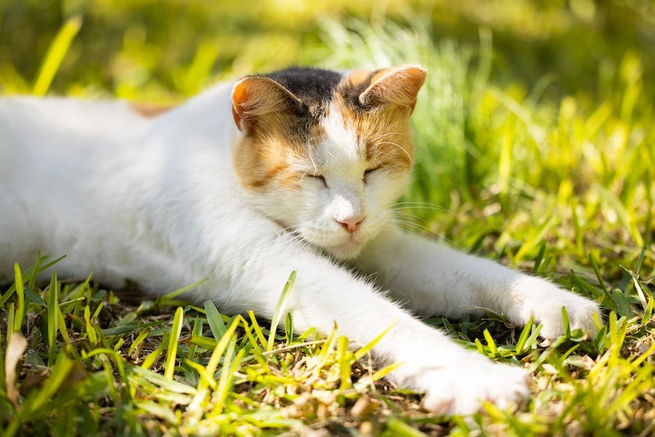 cat makes groaning noise when sleeping