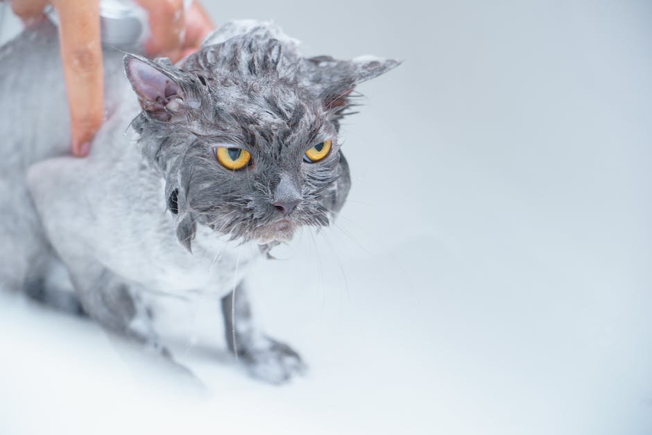 grey tortoiseshell cat dilute tortie