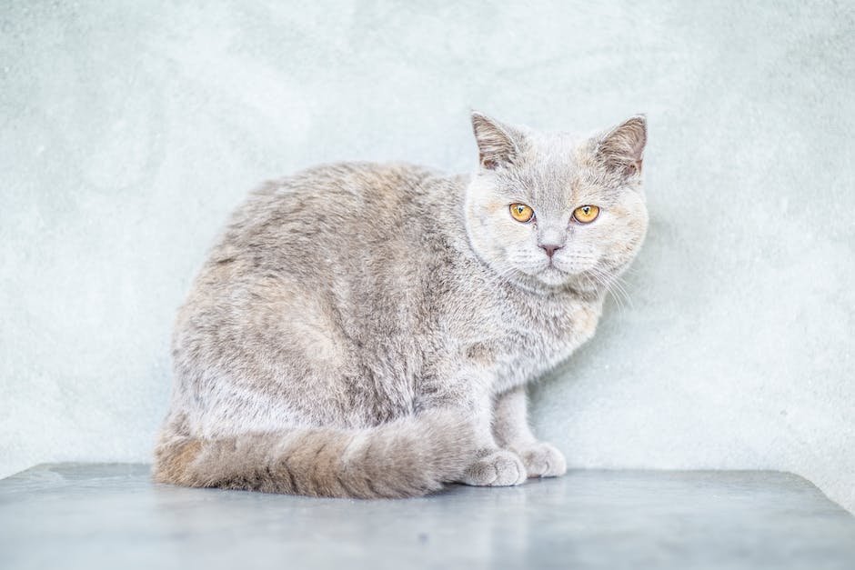 grey tortoiseshell cat dilute tortie