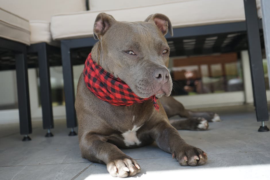 shar pei and pit bull mix