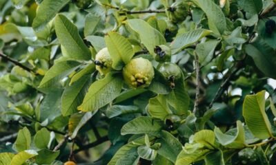 How to Flat Your Tummy with Guava Leaves?