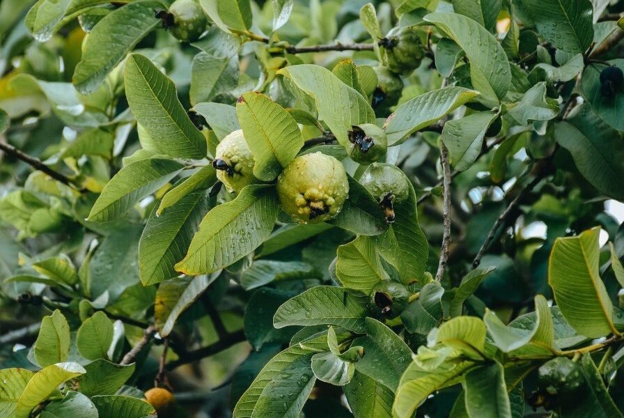 How to Flat Your Tummy with Guava Leaves?