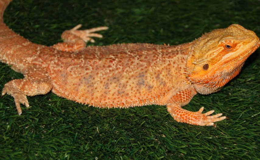 Reptiles and Amphibians as Pets