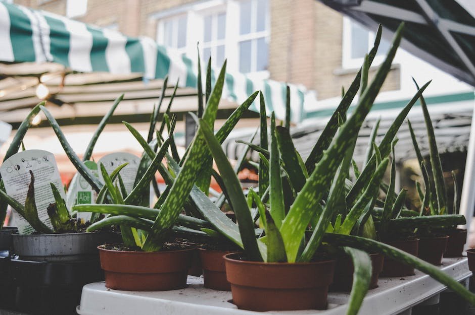 aloe vera for tattoo removal