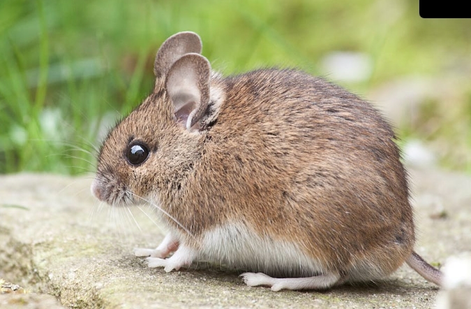Caring for Rodents and Small Animals