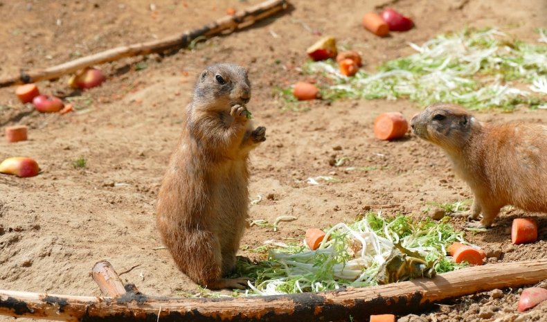 Caring for Rodents and Small Animals