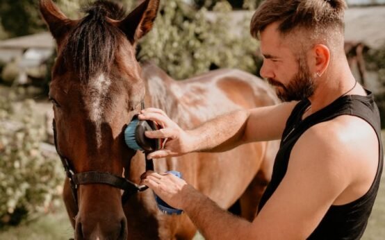 Horse Care