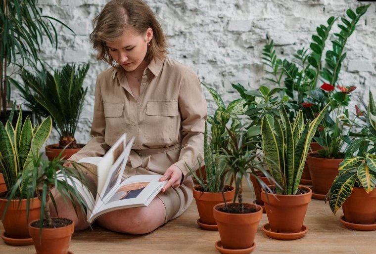 Bring the Outdoors In: The Best Plants for Indoor Gardening