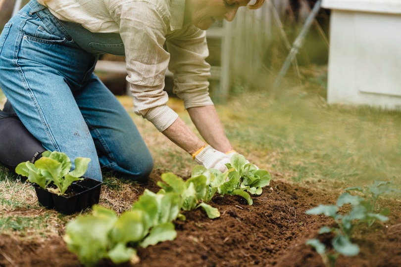 Raise the Bar: The Benefits of Raised Bed Gardening