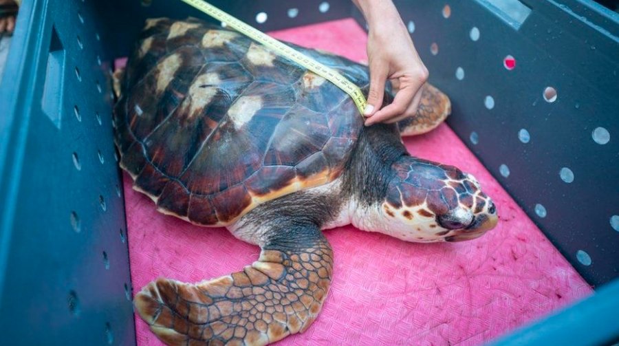 iona loggerhead turtle release azores