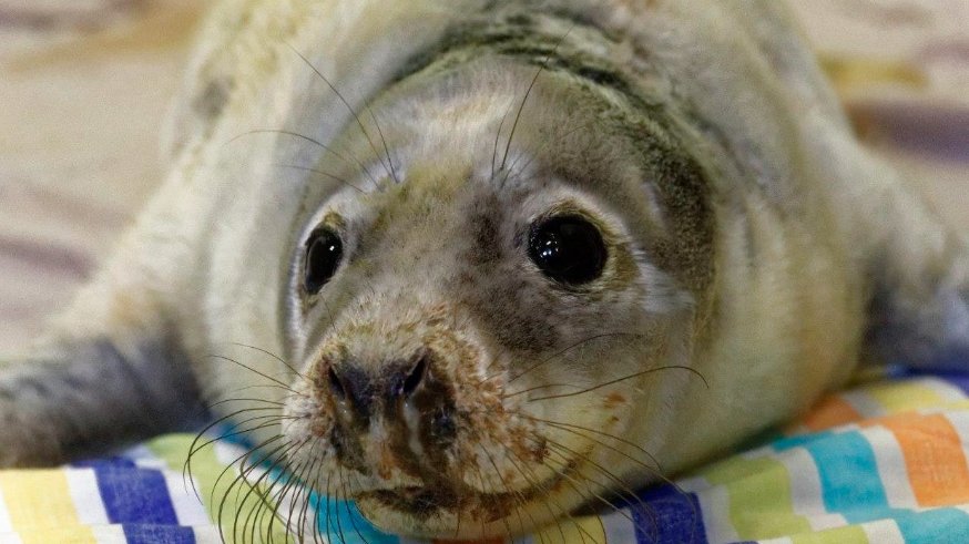 Scottish SPCA warns public to be mindful of seals as winter approaches