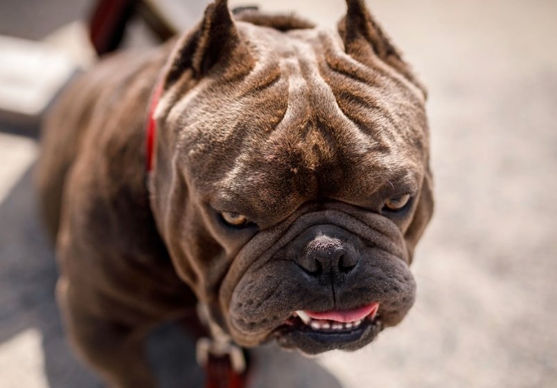 american xl bully dog attack