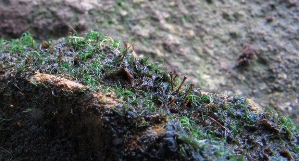 A rare moss species reappears in Scotland after more than a decade