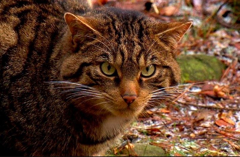 Captive-bred wildcats released in Cairngorms to save the species