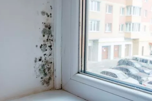 A Mother’s Plea: The Fight Against Mould in Edinburgh Homes