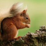 Scottish red squirrel conservation