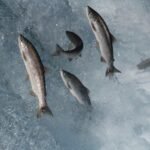 Scottish wild Atlantic salmon conservation