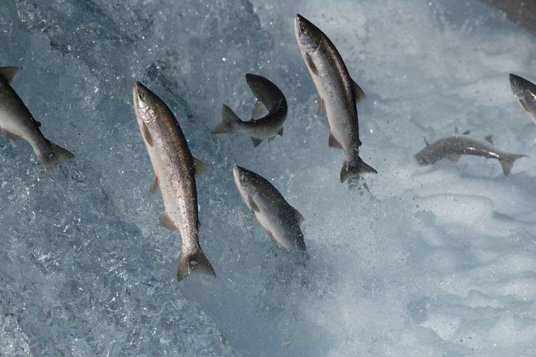 Scottish wild Atlantic salmon conservation
