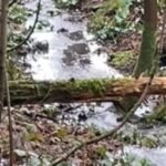 Scottish woodland sewage leak cleanup efforts