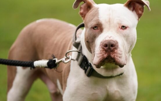 XL Bully Scotland Legislation Debate