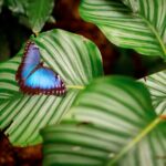 Amazonia butterfly experience Scotland