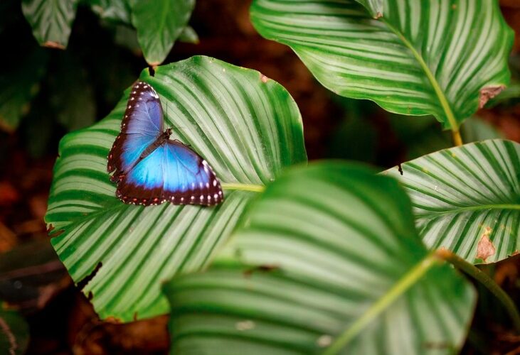 Flutter into Fantasy: A New Butterfly Experience at M&D’s Scotland’s Theme Park