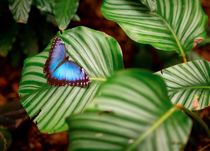 Amazonia butterfly experience Scotland