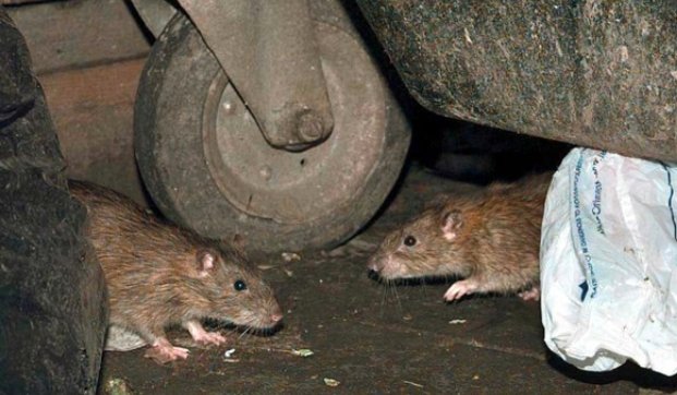 Glasgow street rat problem