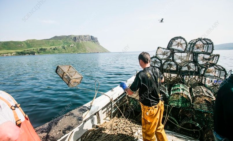 Scottish fisherman langoustines