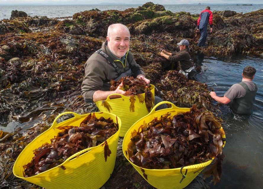 Scottish startup seaweed textile dyes