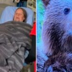 Scottish Tourist’s Narrow Escape from Bear Attack in Romania