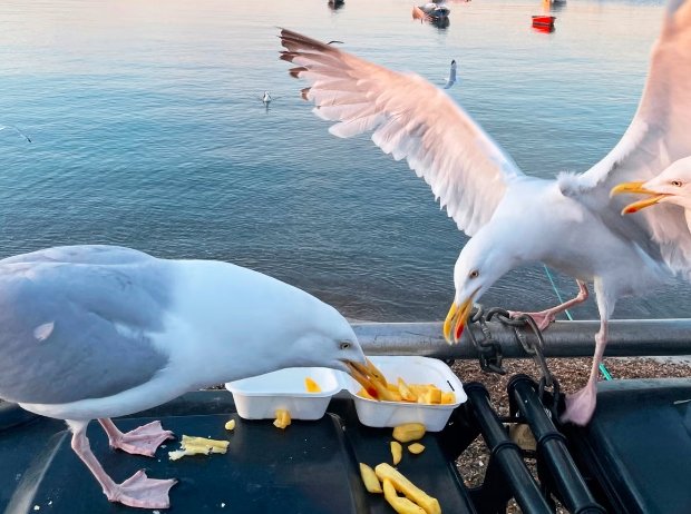 Urban Seagulls Scotland