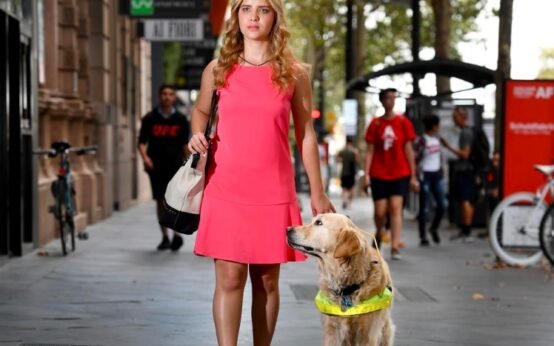guide dog saves woman street incident