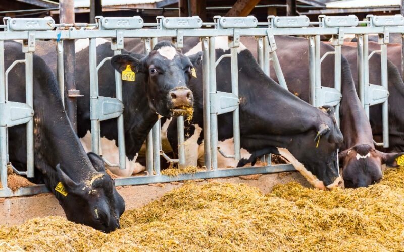 Herd of Cows Causes Major Disruption on Edinburgh-Glasgow Railway Line