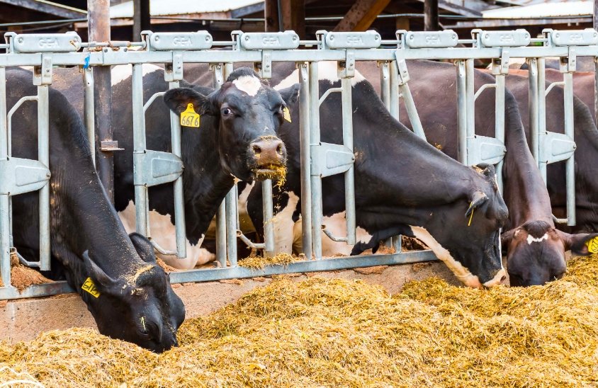 herd of cows blocking railway line in scotland