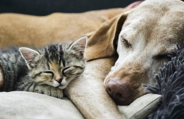 Scots Dog Rescuers Reunited with Abandoned Pups