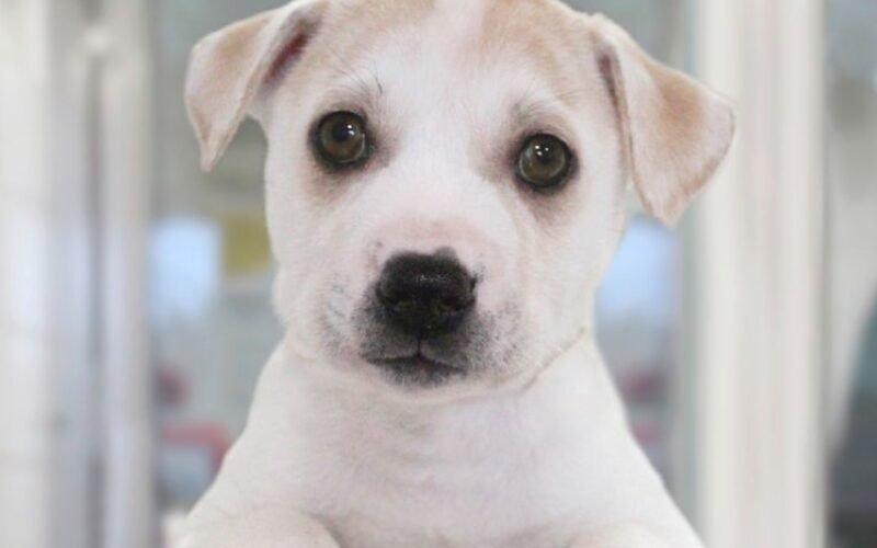 Dogs Trust: A Lifeline for Abandoned Pets in Glasgow