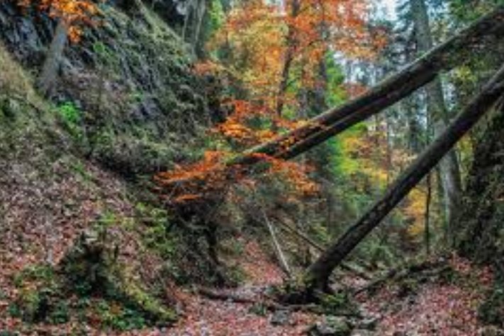 rewilding natural capital benefits business