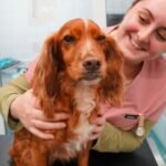 Brave Spaniel Overcomes Major Surgery to Thrive