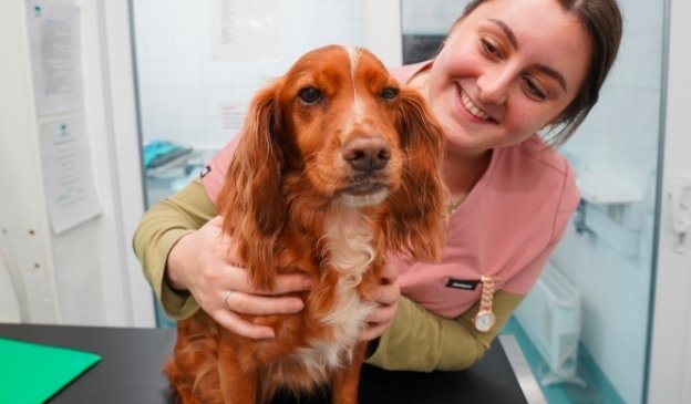 spaniel recovering from surgery in veterinary hospital