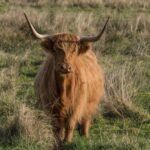 Economic Potential and Challenges of Scotland’s Beef Sector Unveiled