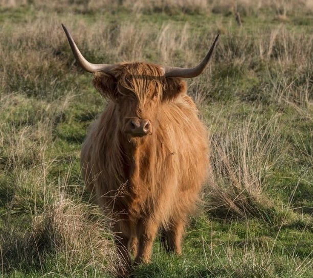 scottish beef industry conference 2024