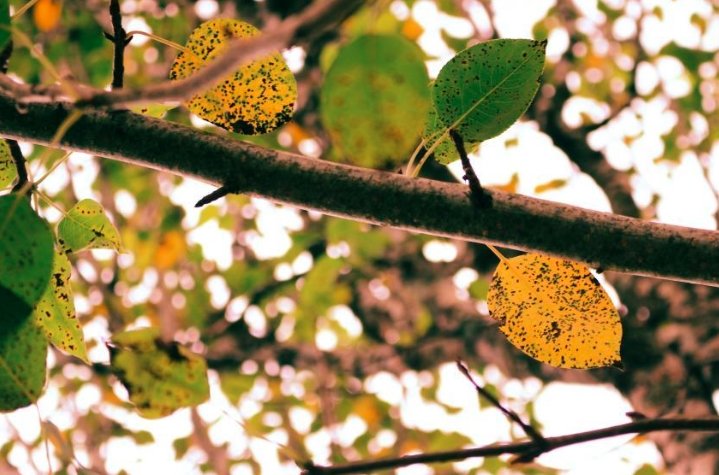 autumn-leaves-fall-back-time-change