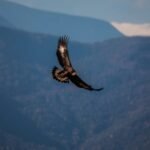 Golden Eagle Killed by Wind Turbine in Scotland’s First Recorded Incident