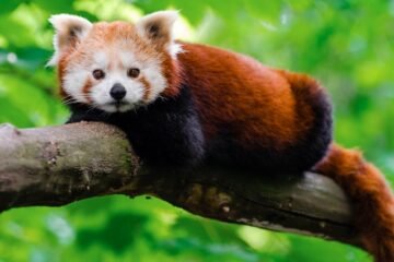 Edinburgh Zoo Calls for Fireworks Ban After Baby Red Panda Dies from Stress