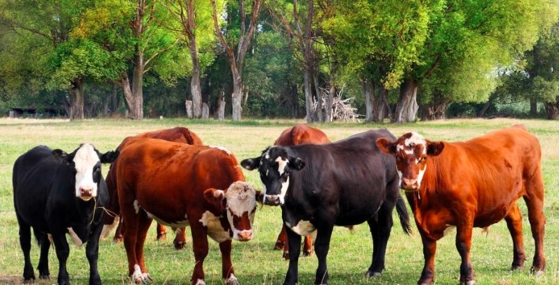 Scottish grazing lands, sustainable red meat farming