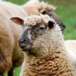 Why Does Scotland Place So Little Value on Its Wool?