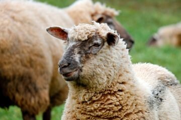 Why Does Scotland Place So Little Value on Its Wool?